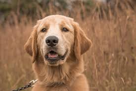 The state college veterinary hospital is celebrating its 62nd year of service to local pets and pet owners. Veterinarians Frederick Md Veterinarians And Animal Hospital Jefferson Veterinary Hospital