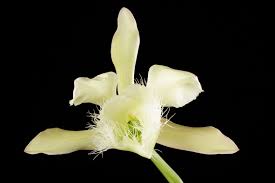 Image result for Dignathia gracilis