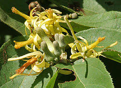 Image result for Grewia flavescens