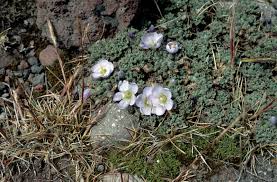 Image result for Zonotriche