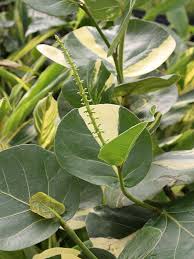 Image result for Coccoloba uvifera