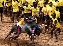 Jallikattu