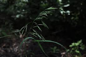 Image result for Bromus leptoclados