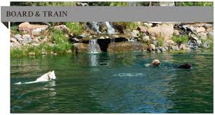 All dogs will receive monitored indoor and outdoor daycare for socialization, playtime and proper. Dog Days Training Center Dog Training Classes In Berthoud