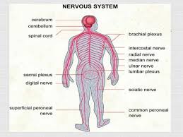 Together with the peripheral nervous system (pns), the other major portion of the nervous system. The Ways Of Maintaining The Human Nervous System Science Online