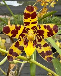 Image result for Ansellia