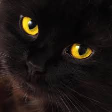 Black And White Cat Breeds With Yellow Eyes Black Cat With Yellow Eyes Blackcats Black Cat Breeds Cat Photography Black Cat Eyes