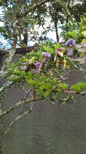 Image result for Ormocarpum trichocarpum