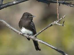 Black Birds In California Pin By Imri Vasale On Birds In 2020 Birds Phoebe Photo