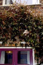 Pruning keeps the more vigorous vines under control. Full Petal Jacket York Press