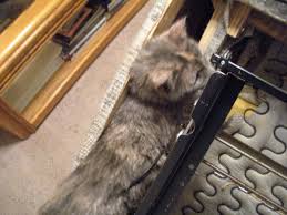 Because seizure is only a sign or symptom, it cannot be treated unless. Epilepsy In Cats Is My Cat Having A Seizure Pethelpful