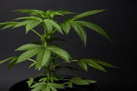If these balls appear approx. How To Tell If Your Plant Is Male Or Female Before Flowering Weedmaps
