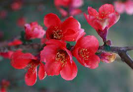 Red Flower Of The Japanese Flowering Quince Japanese Flowers Flowering Quince Flowers