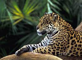 60% of the amazon rainforest is spread in brazil, 13% of it is in peru and almost 10% is in columbia. Amazon River Fish Best Known Species Rainforest Cruises