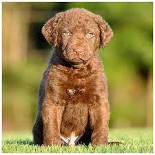 Pin By Animaroo Com On Sporting Dogs Puppy Dog Pictures Chesapeake Bay Retriever Puppy Cute Dogs
