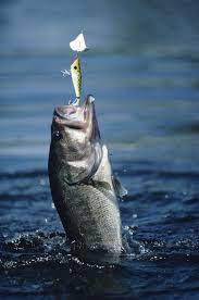 September Bass Fishing Tips Trails Com Fish Bass Fishing Freshwater Fishing