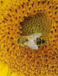 Pin By Gardenerd On Be One With The Bees Bee Bee Keeping I Love Bees