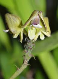 Image result for Polystachya galeata