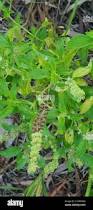 Image result for Ocimum americanum