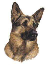 We found additional video clips from back when my daughter adopted this german shepherd puppy. Pets For Adoption At Southwest German Shepherd Rescue In Phoenix Az Petfinder