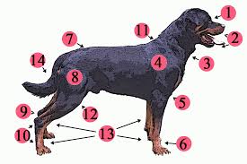 Dog Anatomy Wikipedia