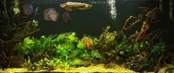 21 Best Aquascaping Design Ideas To Decor Your Aquarium Tips Inside Aquascaping