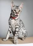 Savannah Cat - Size,Diet,Temperament,Price.