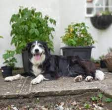 7 Best Border Collie Breeders In California 2021 We Love Doodles