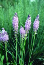 Image result for Scilla