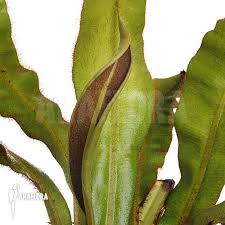 Image result for Elaphoglossum