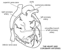 Related posts of vascular plates arteries diagram. Pin On Life Long Learning