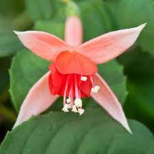 Fuchsias Bing Images Fuchsia Flowers Fuchsia Flower Fuchsia Plant