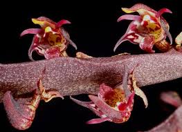Image result for Bulbophyllum scaberulum