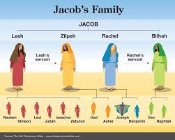 Jacobs Family Tree Quick View Bible Bible Knowledge