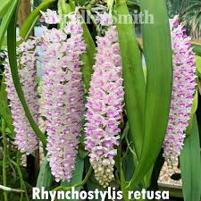 Image result for Rhynchosia clivorum