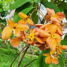 Image result for Mussaenda