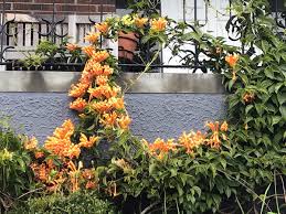 Image result for Pyrostegia