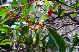 Image result for Catha edulis