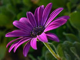 Sadili smo cvijeće koje su djeca donijela. Africka Ivancica Sadnja Njega Razmnozavanje Vrtlarica Hr