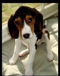 Black And Tan Treeing Walker Coonhound Beagle Mix Pin On Animals