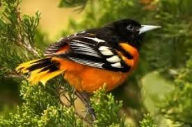Birds Of Northern Michigan Pin On Northern Michigan Nature