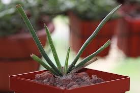 Image result for Aloe wildii