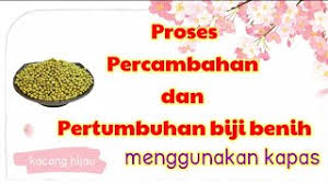 Germination) merupakan tahap awal perkembangan suatu tumbuhan, khususnya tumbuhan berbiji. Pertumbuhan Biji Benih Kacang Hijau Youtube