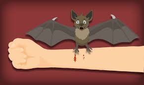 Image result for Bat Bite