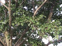 Image result for Afrocanthium mundianum