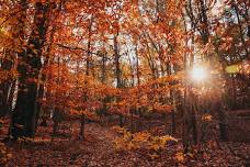Fall Foliage Hike & Craft