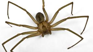 We actually don't have the true brown recluse in greater brown recluse spiders outside are found in utility boxes, around rocks, under leaves, and in wood piles. We Should Just Burn It Down 30 Brown Recluse Spiders Found In Georgia Home Action News Jax