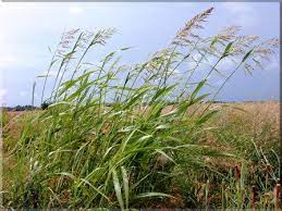 Johnson Grass Allergy Google Search Grass Allergy Allergies Grass