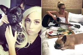 A man walking lady gaga's dogs for her was shot in los angeles on wednesday night, and two of her dogs were stolen, prompting the pop star to offer a $500,000 reward for their return. W Sjodgro6ocfm