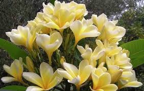 The Plumeria Bali Hai Gold Beautiful Flowers Frangipani Plumeria